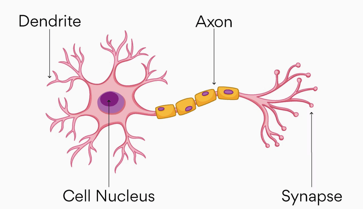 Biological Neural Netwok